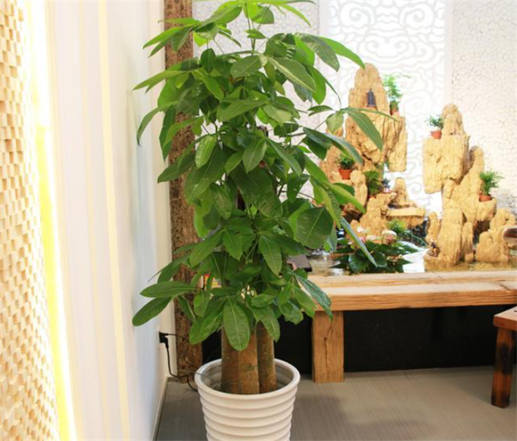 搬新家送什么绿植盆栽最合适？需满足健康、皮实、寓意好3个条件