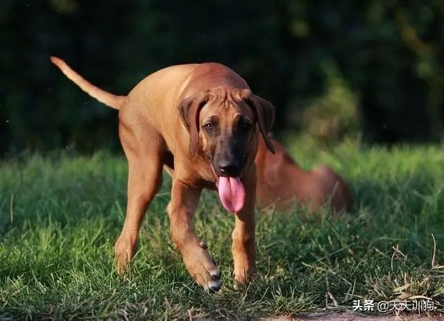 全球十大顶尖猎犬排名：嗅觉最敏锐的狩猎犬种揭晓