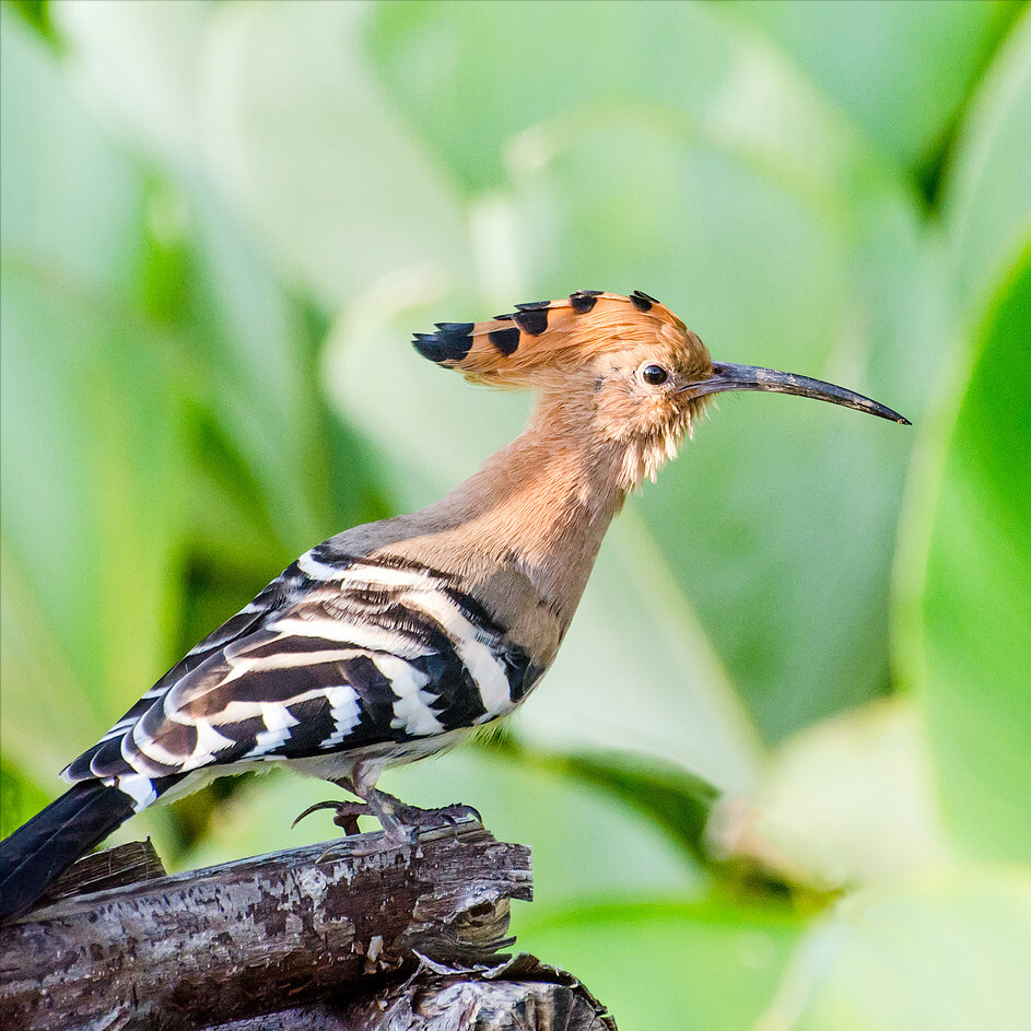 啄木鸟为什么要不停地啄树,你以为它只是在找吃的吗?