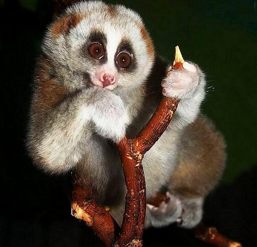 云南德宏一果园发现蜂猴,抱住树枝不松手,这么可爱的猴能养吗?