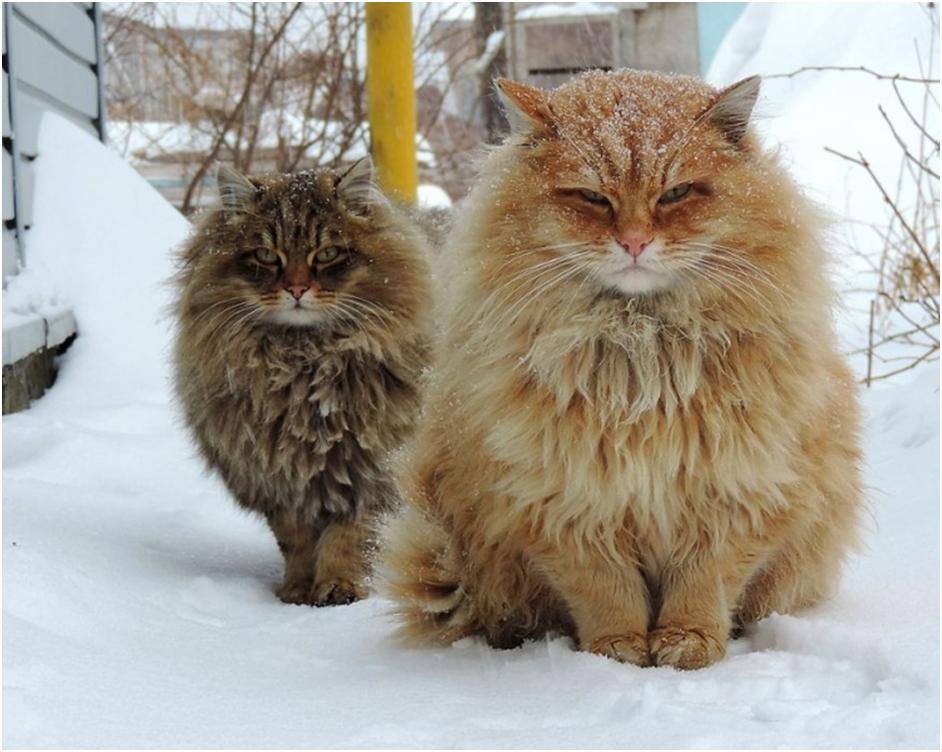 颜值高又能拉雪橇！说的不是哈士奇，而是西伯利亚森林猫！