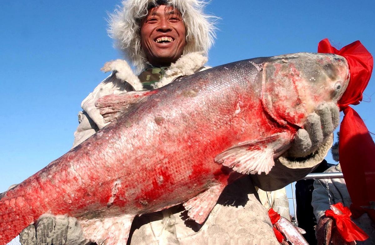 一网捞到50万斤鱼，166666元起拍“头鱼”，查干湖冬捕有多热闹？