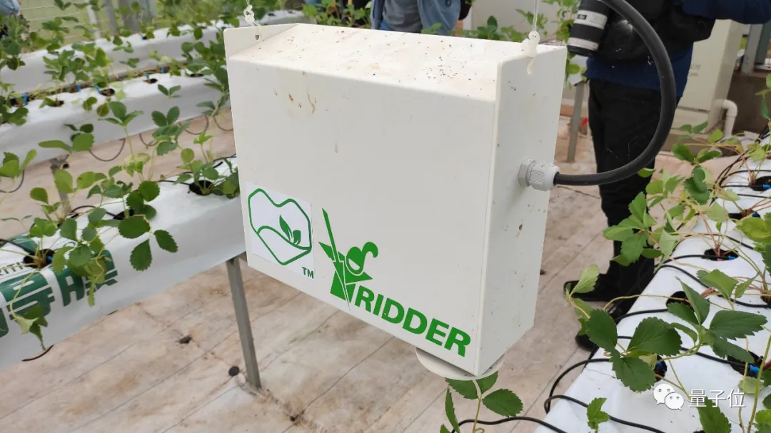 没想到,拼多多竟然想用AI种草莓给我吃