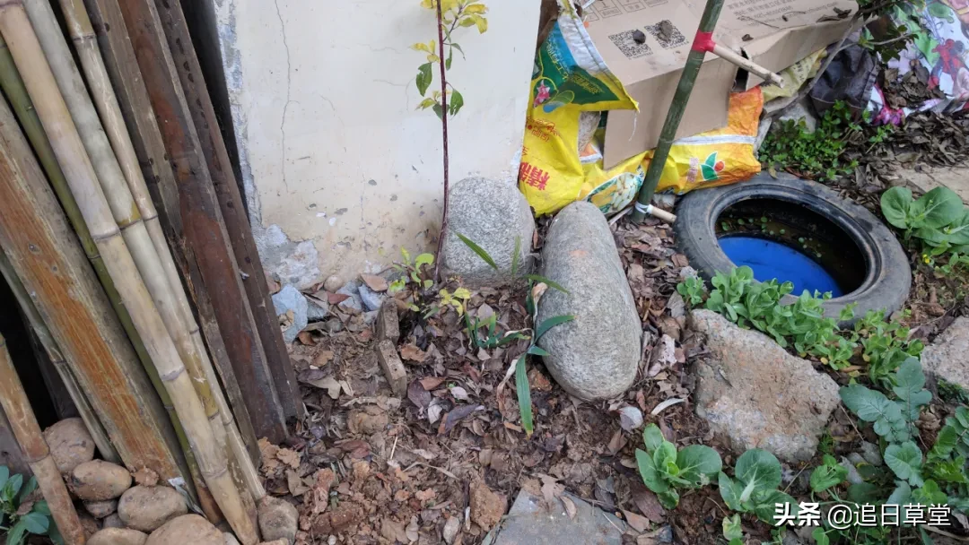 武汉都市菜园DIY回忆录之三樱花潭与浴盆鱼缸