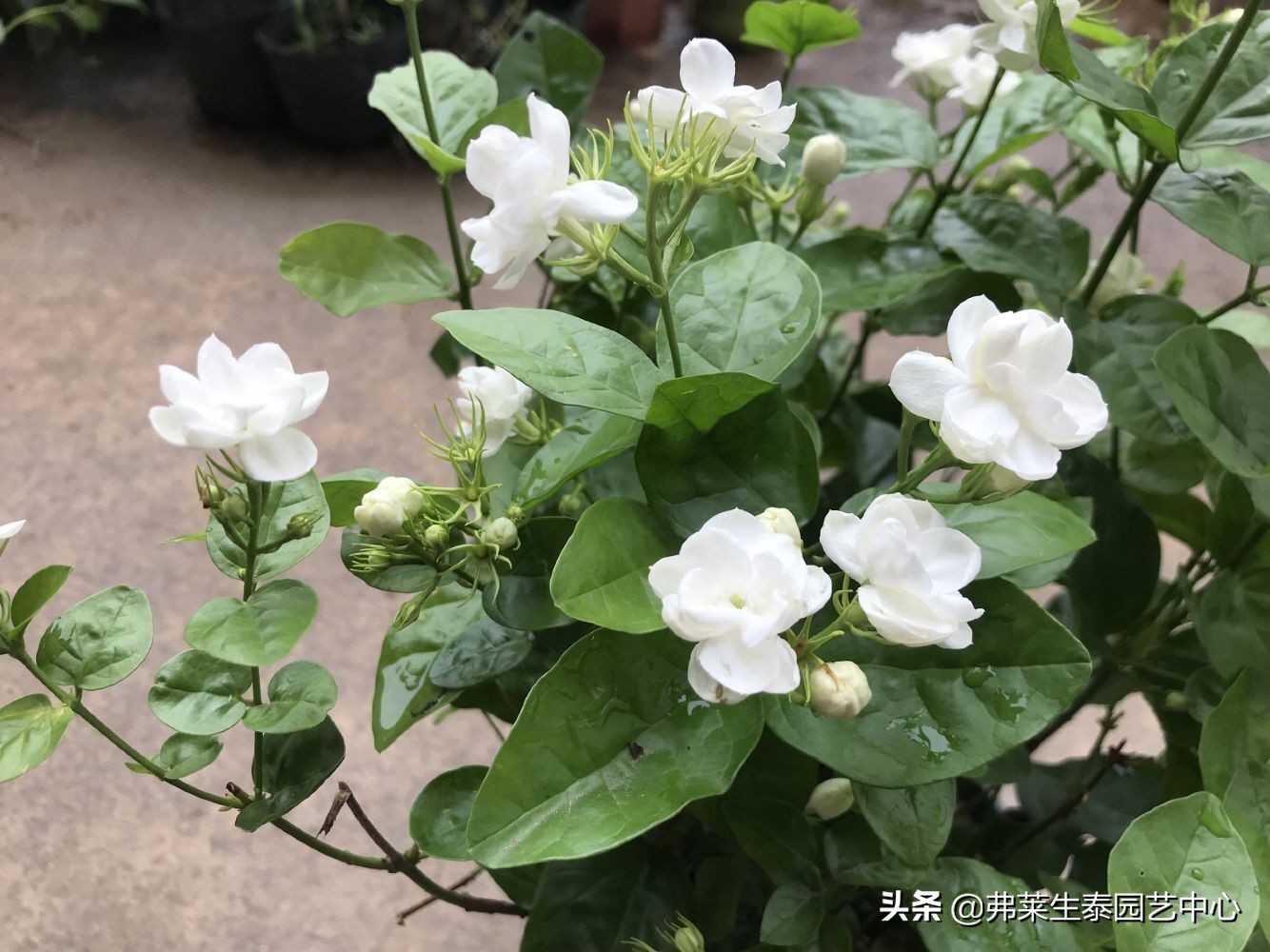 茉莉花花语茉莉花的花语