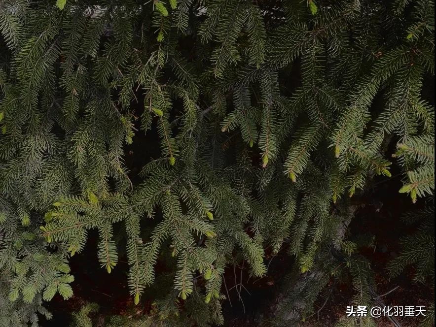 2021“神仙打架”——北大、清华等高校绝美录取通知书欣赏