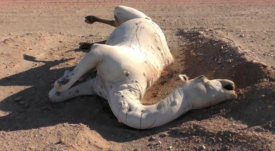 如果在沙漠中遇到渴死的骆驼，为什么不能碰，碰了会发生什么？