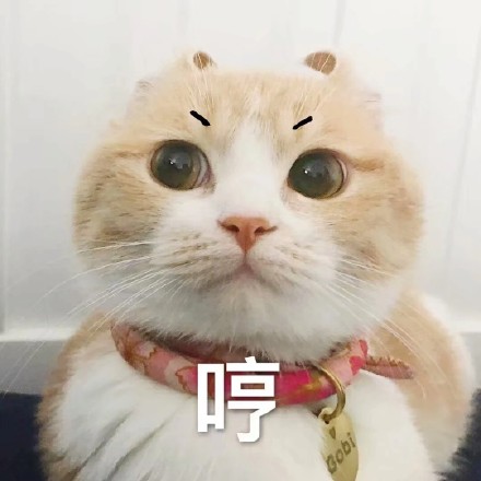 猫咪表情包合集｜你都没有胸，凶什么凶