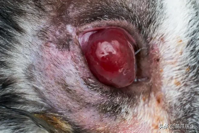 猫咪眼部分泌物不容忽视！预防眼部疾病，清洁和健康饮食很重要