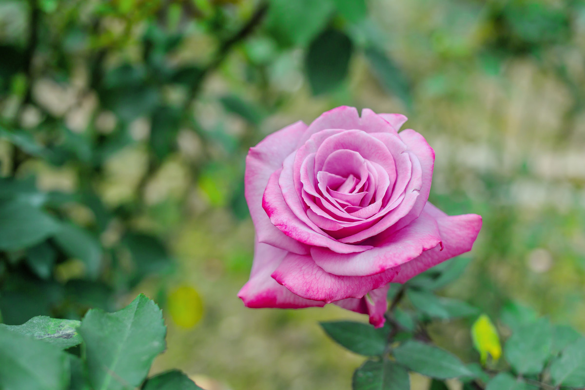 世上最漂亮的玫瑰花(最漂亮的真玫瑰花图片) 