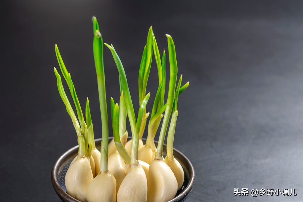水培大蒜要剥皮吗（简单5步绿油油的蒜苗端上桌）