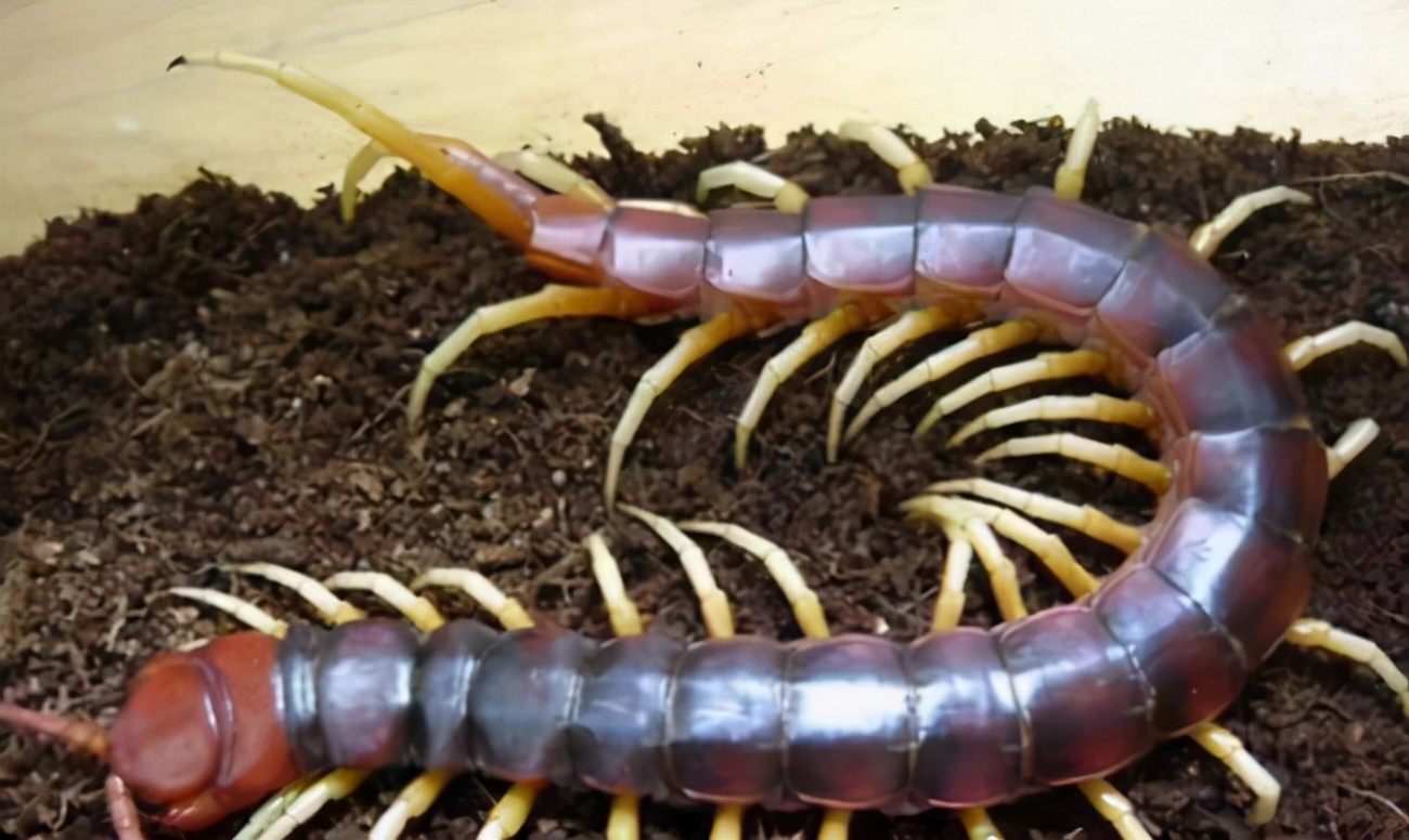 最大的蜈蚣有多大十大恐怖生物加拉帕格斯巨人蜈蚣