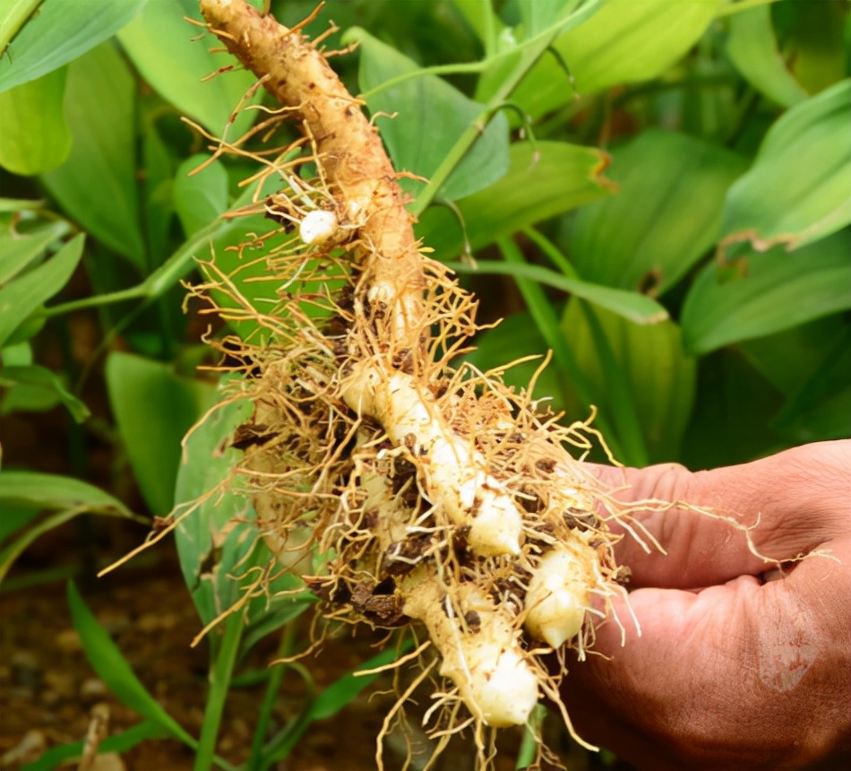 温馨提示如今多地已经有农民种植玉竹了