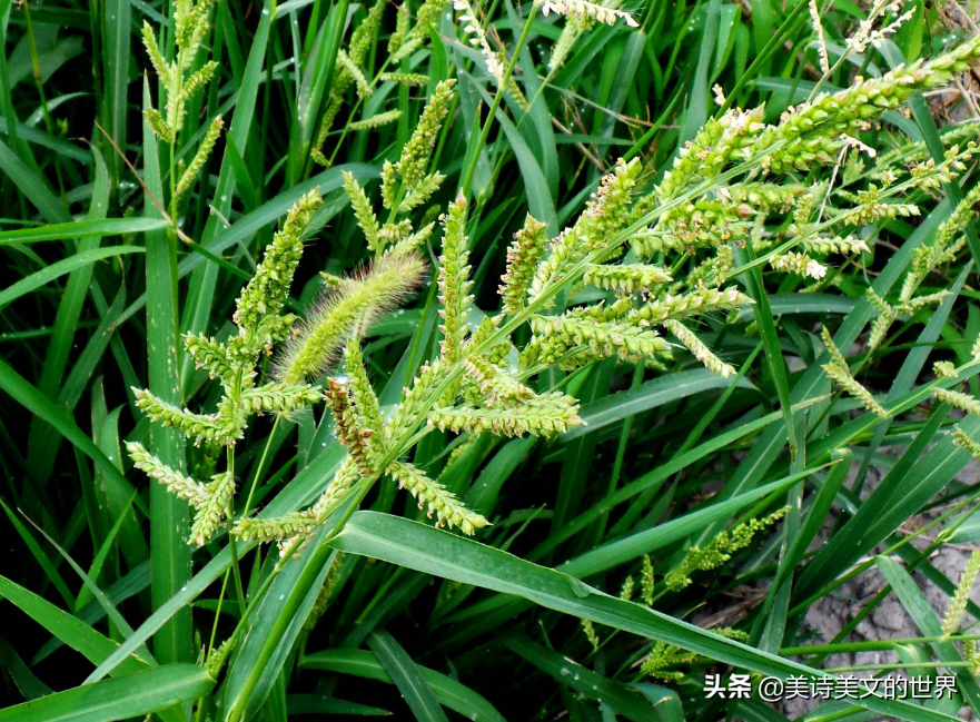 余秀华水平很高的一首诗，无一爱字却句句肉麻，写进痴情人心坎里