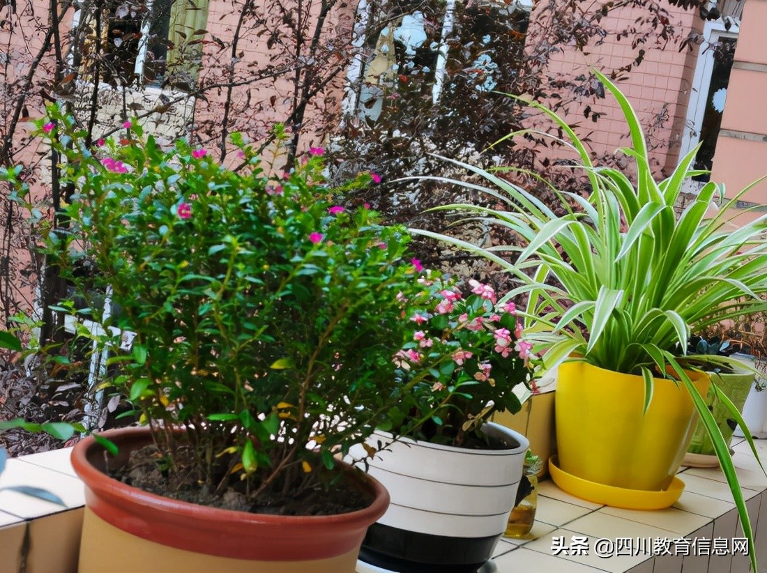 遂宁高级实验学校外国语学校小学部举行“最美教室”评比活动