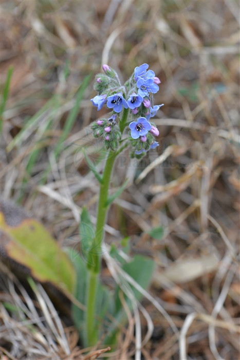 黑阳参,见过吗?能养阴清热;利湿解毒