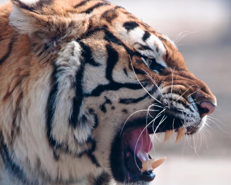 ​25天，进村东北虎完达山一号放归山林，重回自然还会回来吗？