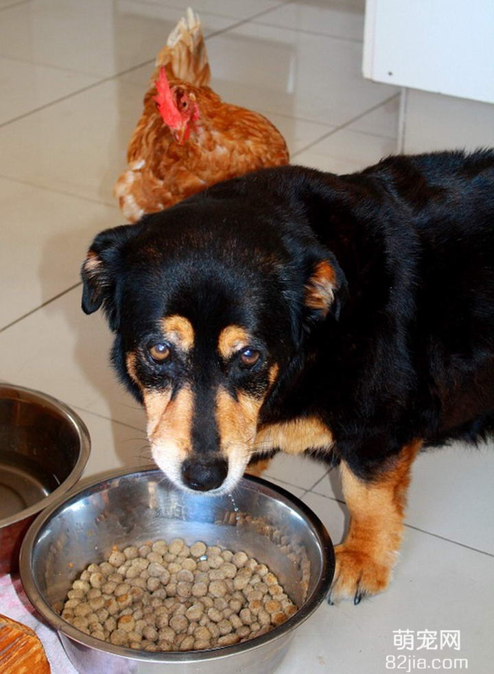 哪些原因会导致狗狗不吃东西？优缺点和饲养方法注意