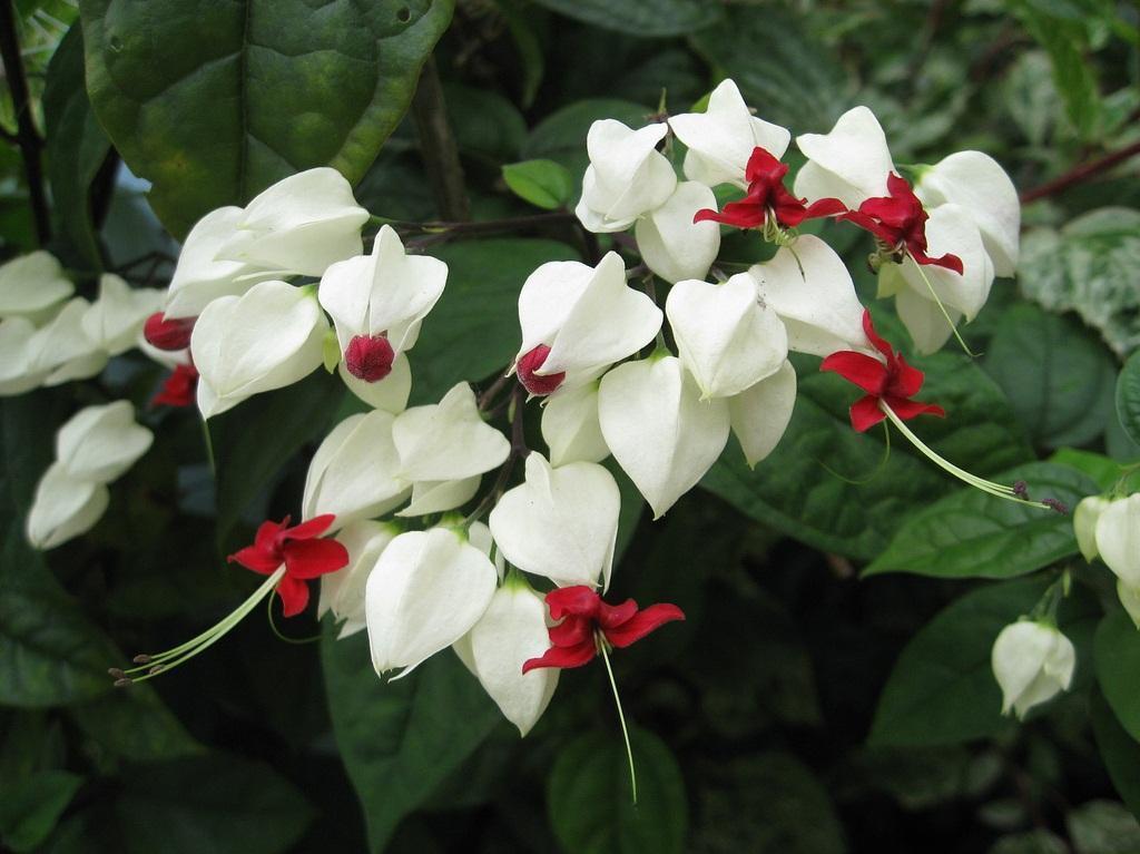 这么霸气的龙吐珠,冬天不养一盆可惜了,花蕊呈红色颜值高