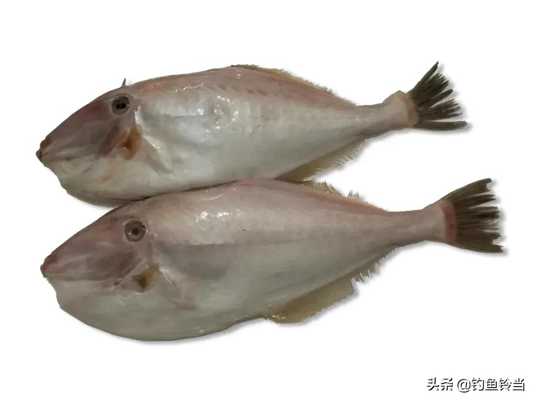 老鼠魚學名叫什麼(這種魚需要去頭和剝皮,以前根本沒人吃,現在卻是