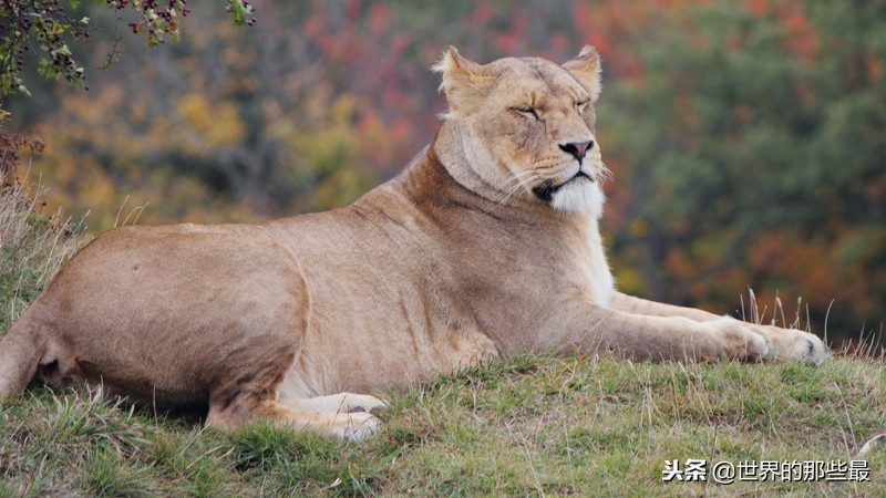 东北虎是几级保护动物,熊猫是几级保护动物