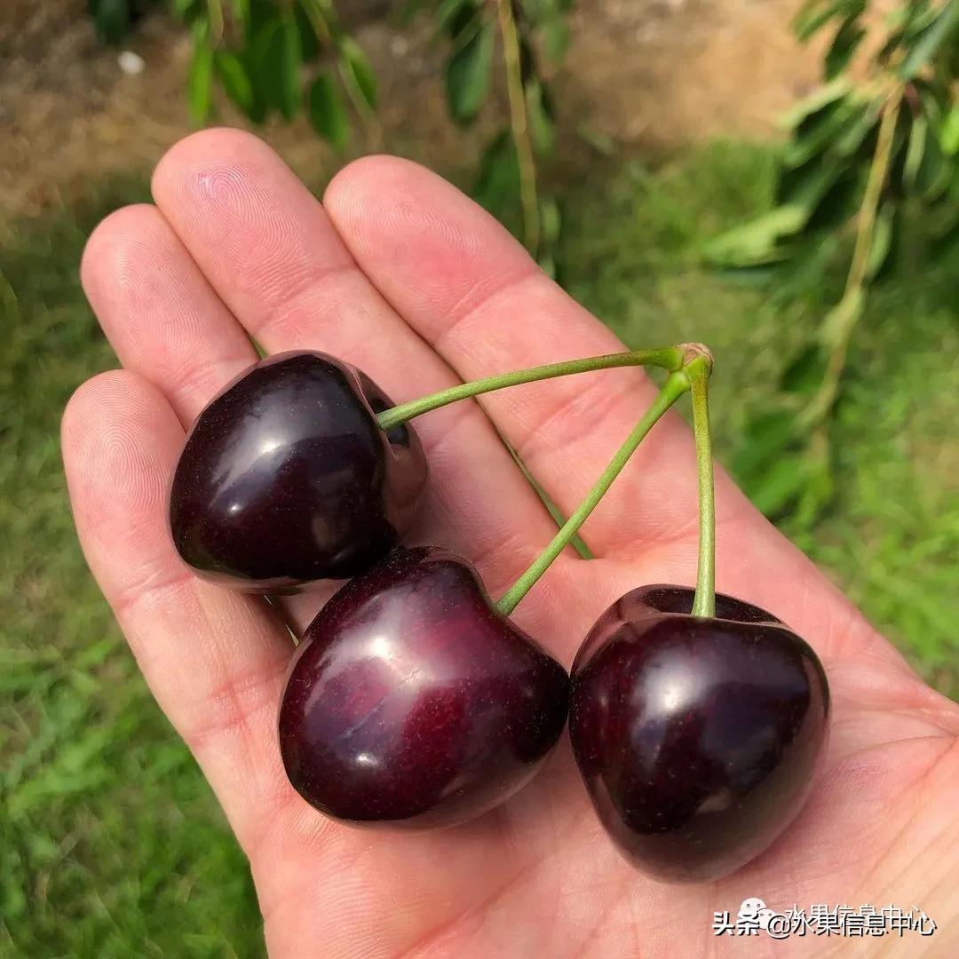 十大车厘子品种排行（干货分享全球车厘子品种大全）