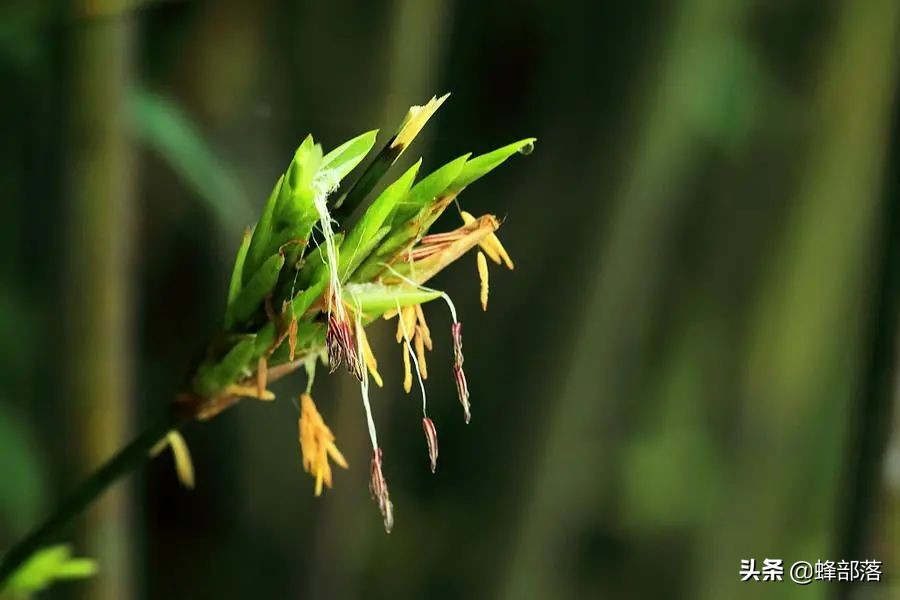 毛竹价格多少钱一吨竹花