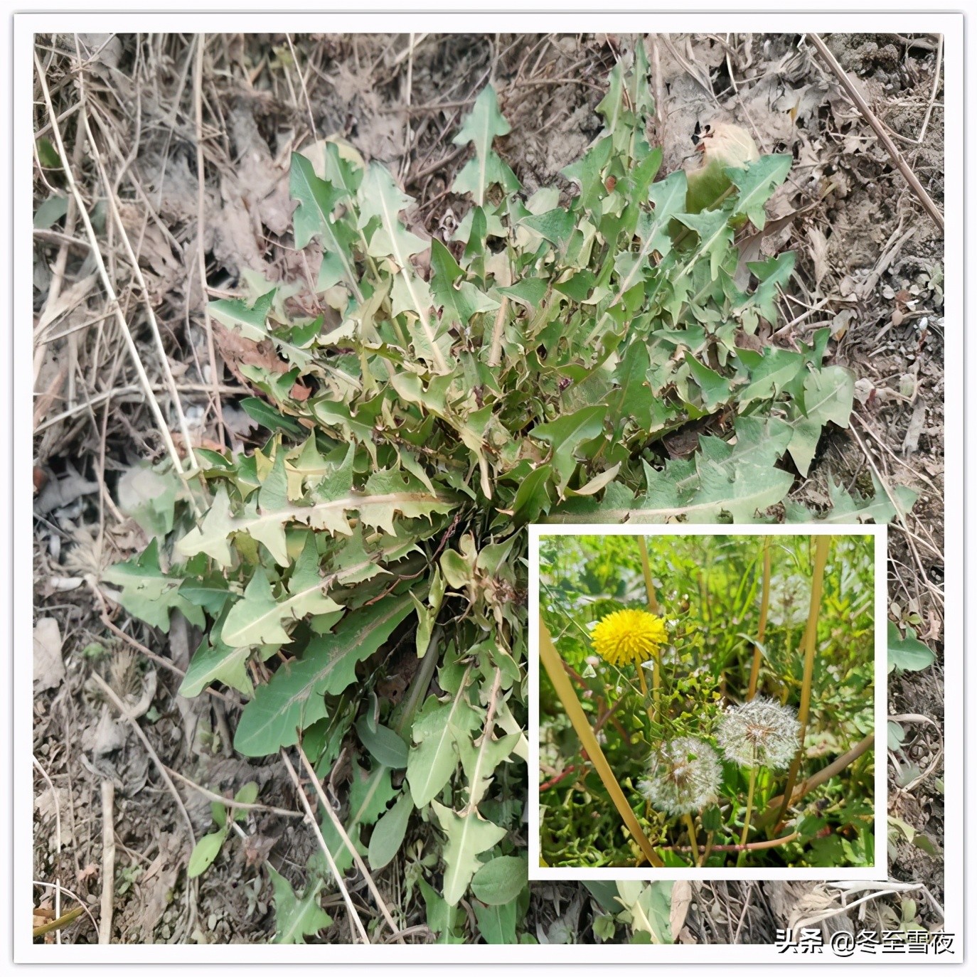 山野菜的做法,山野菜的做法大全