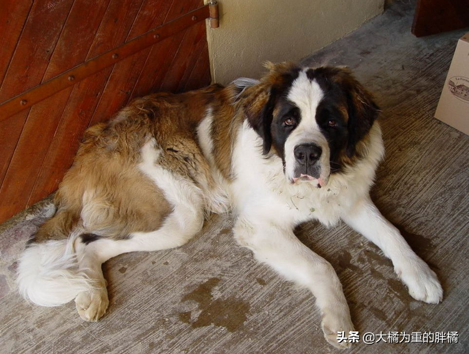 谁说大型犬不能居家喂养！这5种狗狗体型虽大却温柔，肯定不拆家