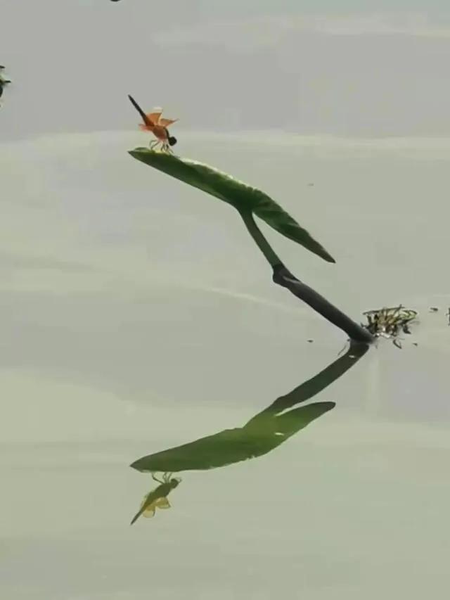 手拍世界（手机摄影平台）-第700期获奖作者创作体会（第701期）