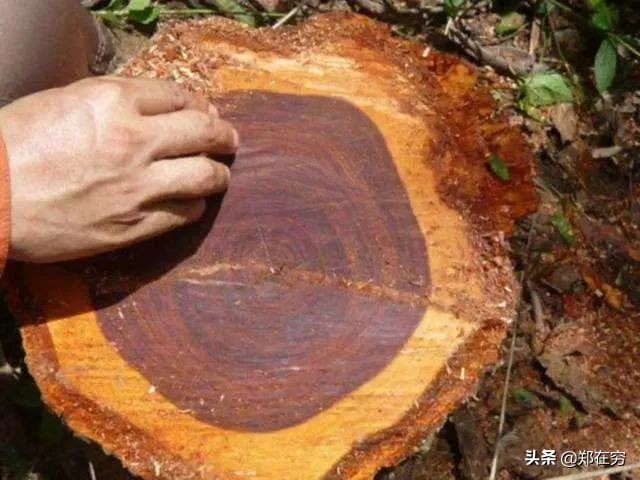 干货 / 红木香气排行榜上的“十大金钗”，你都见过吗？