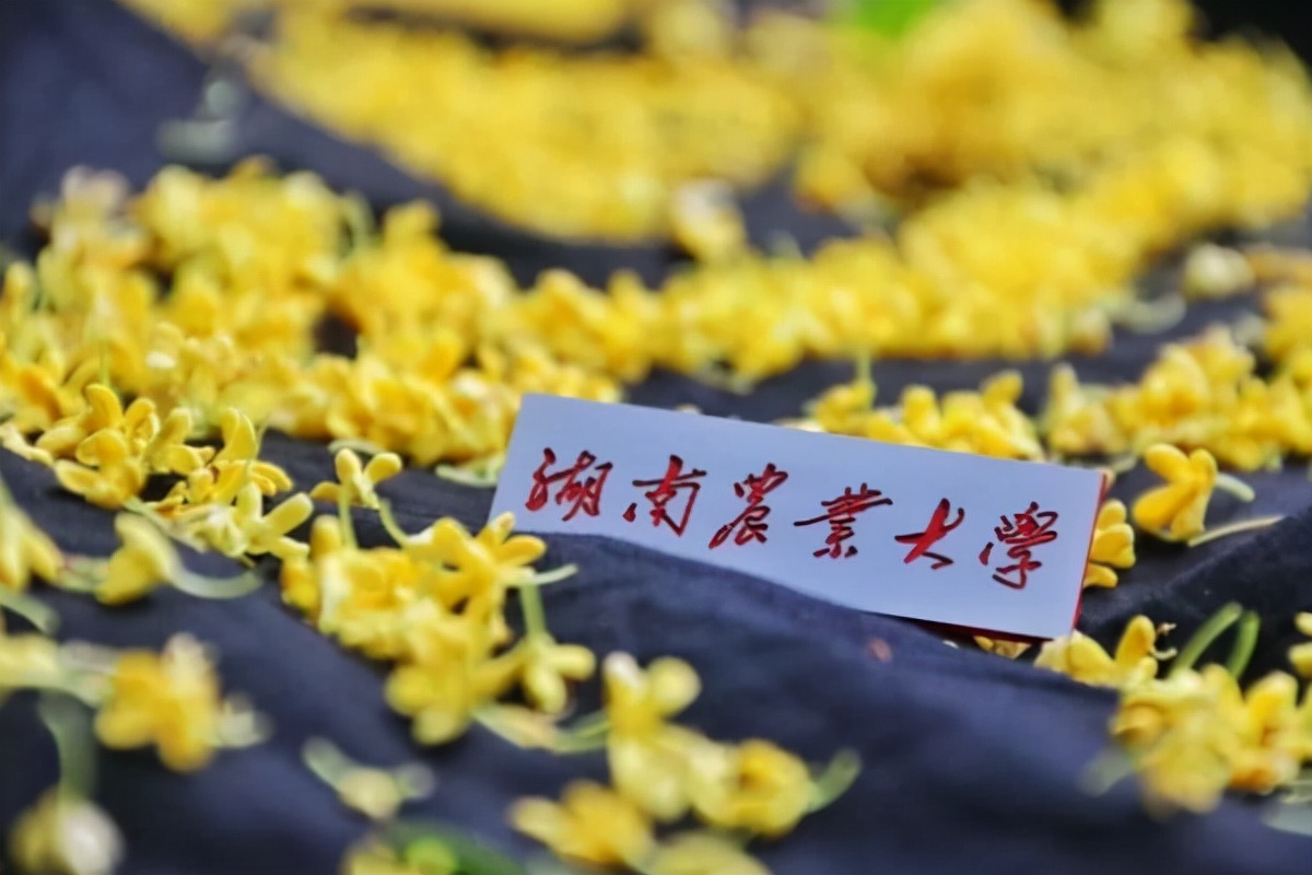 湖南一大学建造新校区，直接落户“小县城”，当地考生拍手叫好