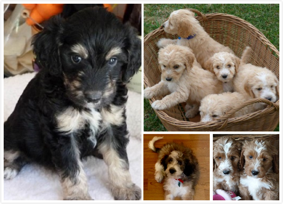 7种已是独立品种的"串串狗",英国人最喜欢,卷卷毛几乎人人爱