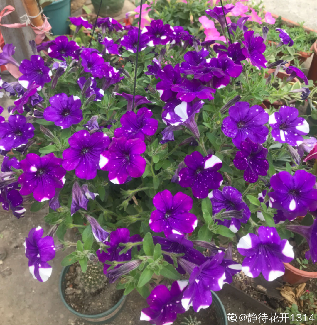 黑珍珠藍莓,黑珍珠藍莓品種介紹