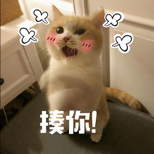 养猫的好处有哪些（分享几个养猫的好处和坏处）