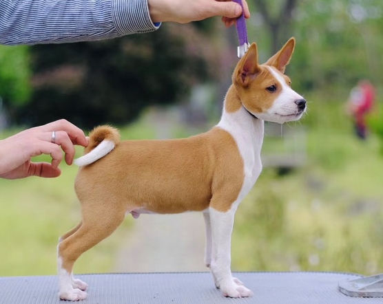 巴仙吉犬,巴仙吉犬的優(yōu)點和缺點