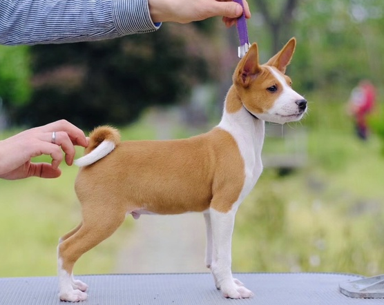 巴仙吉犬,巴仙吉犬的优点和缺点