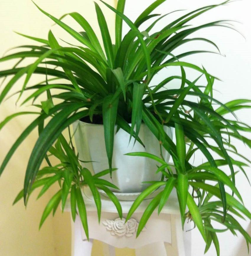 原来吊兰也会开花,那么它的花语是什么呢?预示好运即将来临