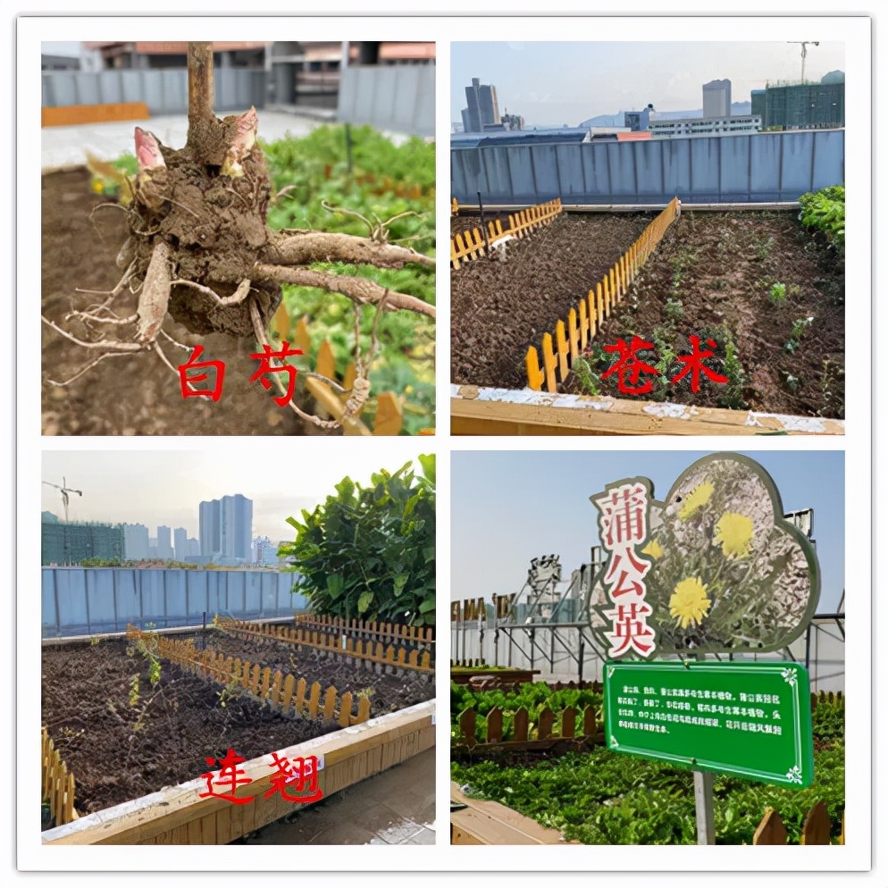 临渭区中医医院中医药文化进校园系列活动（四）