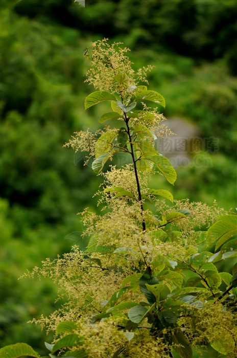 正宗降龙木图片降龙木