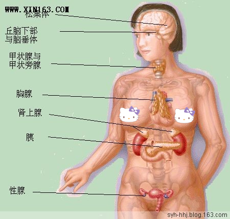 「转载」史上最全的人体（组织器官）全图