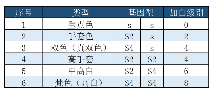 布偶猫丨海/蓝重点色