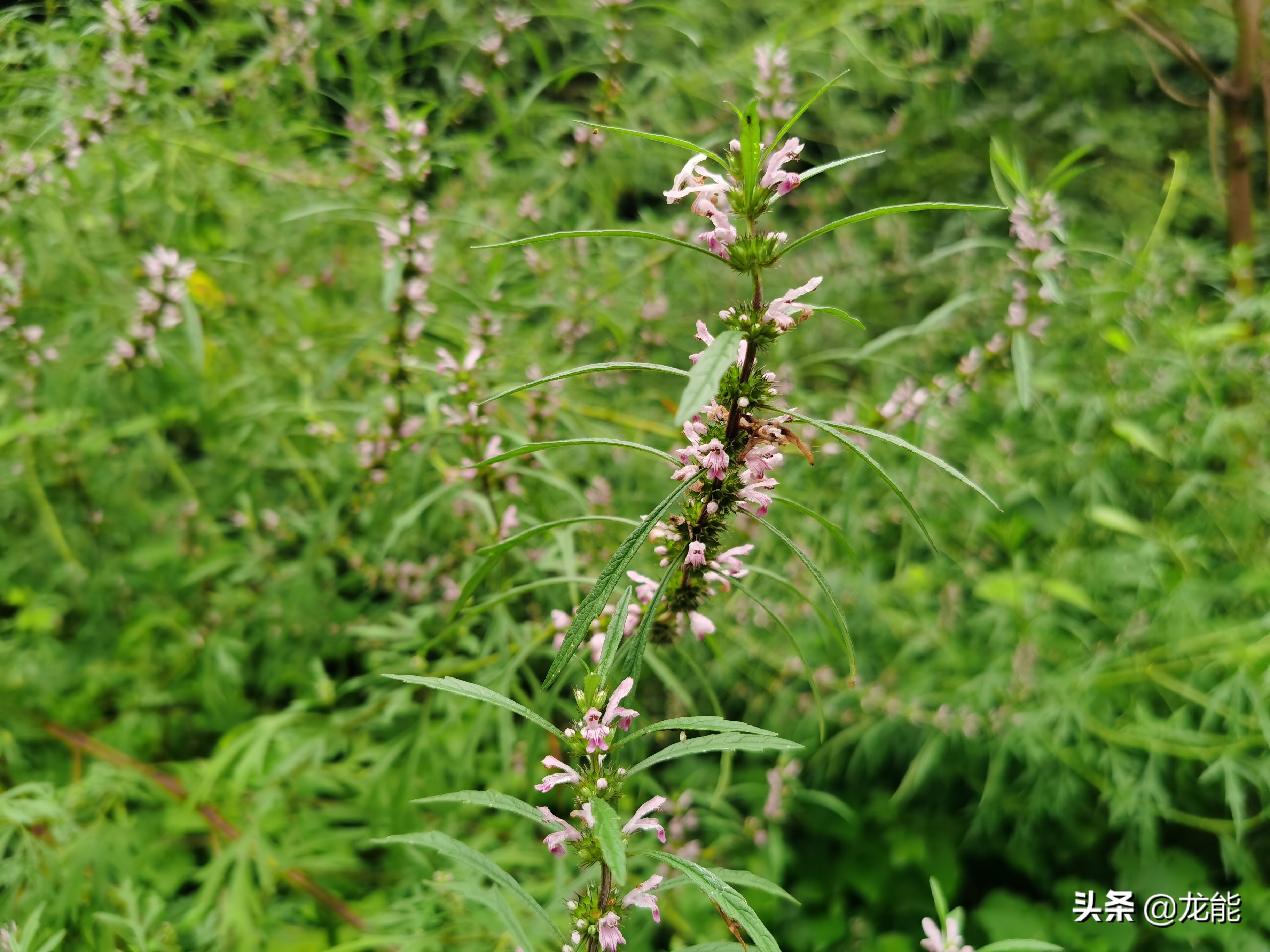 农村常见的“女人草”，对女性的身体十分有益，你知道了吗