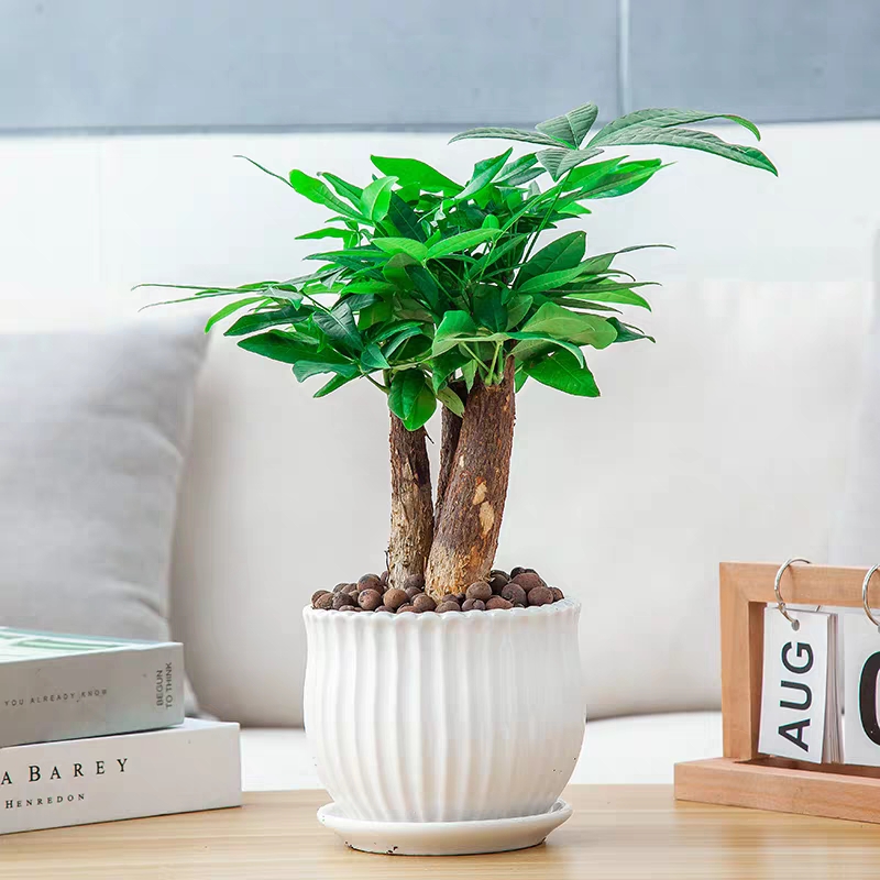 发财树叶子发黄，除了浇水过多，还有10个别的原因，你知道吗？