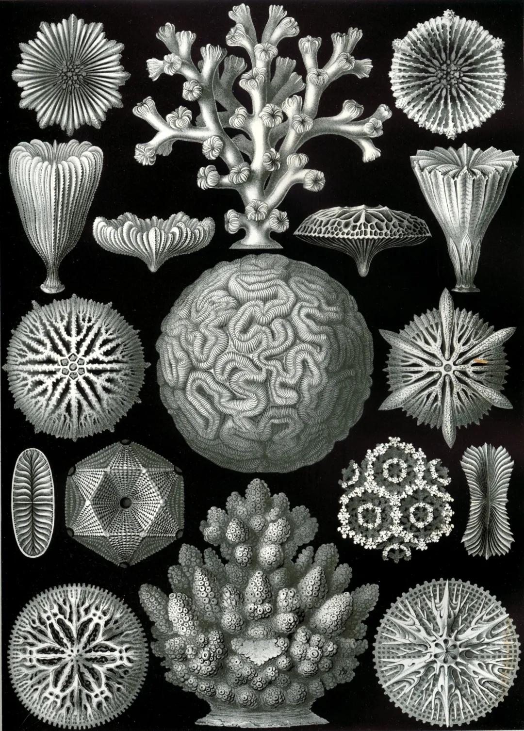 珊瑚是生物吗？珊瑚到底是动物还是植物-第39张图片
