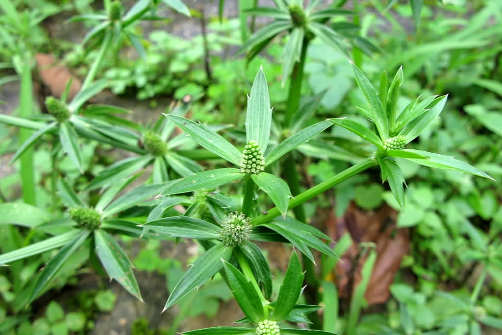 伞形科蔬菜大全，你最讨厌哪一种？