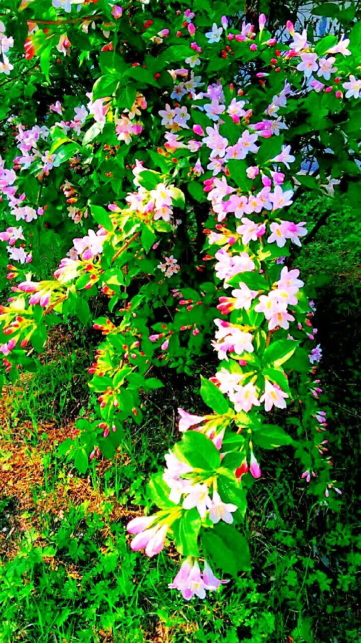 四季锦带～花色艳丽，耐寒耐旱，是东北、华北地区重要的灌木花卉