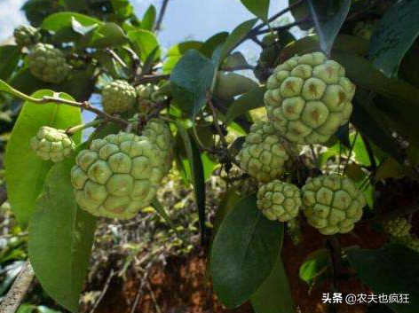 黑老虎水果,黑老虎水果的功效與作用