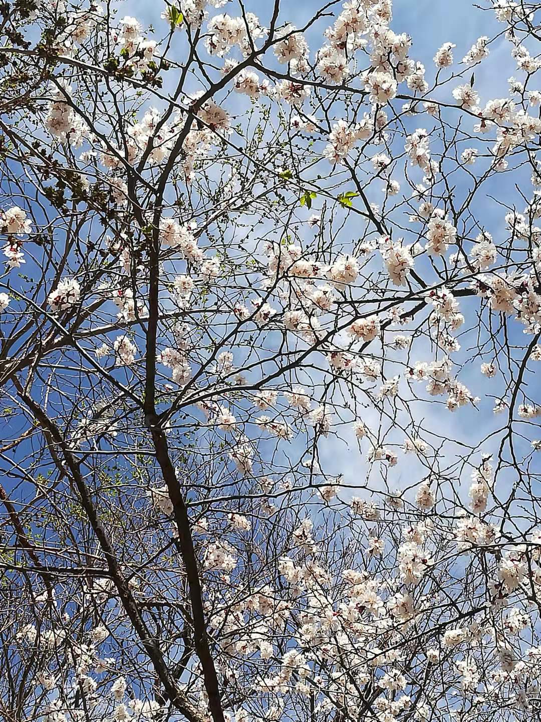 漫步雨中（诗歌十一首）北京 张新贵