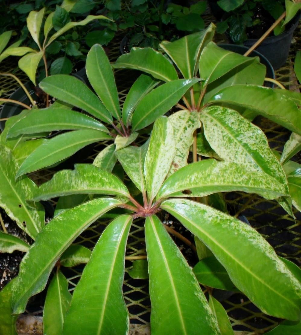 很多都没有见过昆士大叶伞,就是因为它的叶子表宽阔,叶面有波浪状纹路